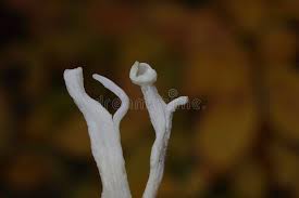 Attēlu rezultāti vaicājumam “Clavulina rugosa”