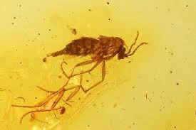 Attēlu rezultāti vaicājumam “Sciaridae”