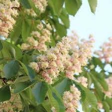 Attēlu rezultāti vaicājumam “Aesculus x neglecta flower”