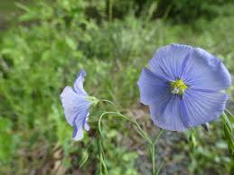 Image result for Linum usitatissimum