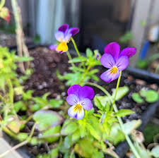 Attēlu rezultāti vaicājumam “Siphoptychium violaceum”