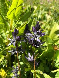 Attēlu rezultāti vaicājumam “Swertia perennis flower”