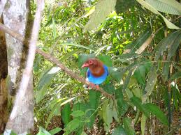 Image result for синхараджа