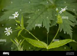 Attēlu rezultāti vaicājumam “Stellaria nemorum flower”