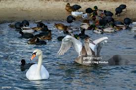 Attēlu rezultāti vaicājumam “Cygnus olor adult”