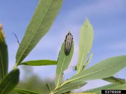 Attēlu rezultāti vaicājumam “Chrysomela vigintipunctata”