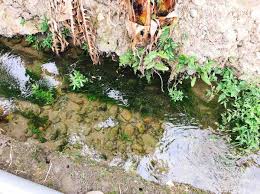 「水蘊草」的圖片搜尋結果