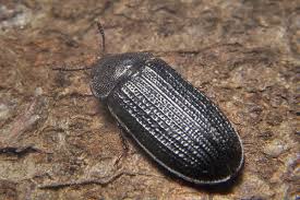 Attēlu rezultāti vaicājumam “Grynocharis oblonga”