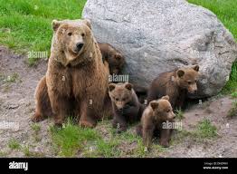 Attēlu rezultāti vaicājumam “Ursus arctos”