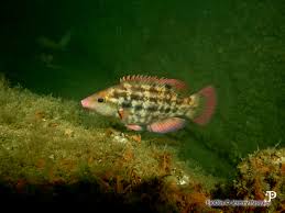 Image result for Symphodus bailloni