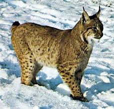 Attēlu rezultāti vaicājumam “Lynx lynx”