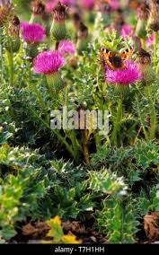 Attēlu rezultāti vaicājumam “Cirsium acaule fruit”
