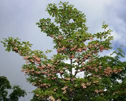 Attēlu rezultāti vaicājumam “Enkianthus chinensis leaf”