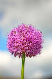 Image result for Zierlauch