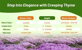 Attēlu rezultāti vaicājumam “Thymus pulegioides fruit”