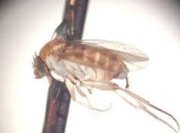 Attēlu rezultāti vaicājumam “Phoridae”