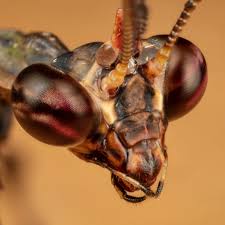 Attēlu rezultāti vaicājumam “Collaria rubens macro”