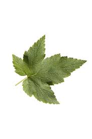 Attēlu rezultāti vaicājumam “Ribes nigrum leaf”