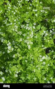 Image result for Kerbel