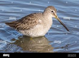 Image result for Calidris himantopus