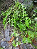 Attēlu rezultāti vaicājumam “Cardaminopsis arenosa bud”