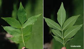 Attēlu rezultāti vaicājumam “Fraxinus pennsylvanica”