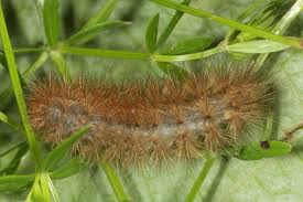 Attēlu rezultāti vaicājumam “Diaphora mendica”