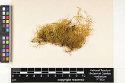 Attēlu rezultāti vaicājumam “Eurhynchiastrum pulchellum”