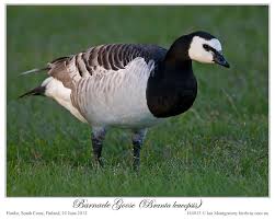 Attēlu rezultāti vaicājumam “Branta leucopsis”