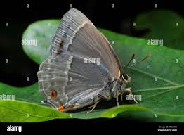 Attēlu rezultāti vaicājumam “Favonius quercus underside”