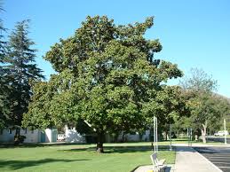 Attēlu rezultāti vaicājumam “Magnolia”