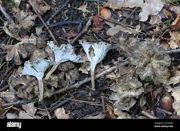 Attēlu rezultāti vaicājumam “Pseudocraterellus”