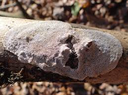 Attēlu rezultāti vaicājumam “Ceriporia”