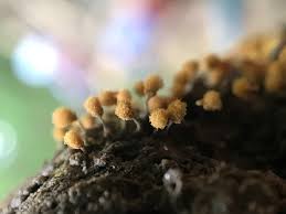 Attēlu rezultāti vaicājumam “Hemitrichia calyculata young”