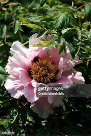 Image result for Pfingstrose