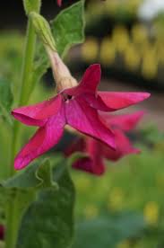 Image result for Nicotiana x sanderae