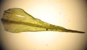 Attēlu rezultāti vaicājumam “Didymodon rigidulus”