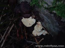 Attēlu rezultāti vaicājumam “Antrodiella serpula”