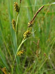 Attēlu rezultāti vaicājumam “Carex hostiana”