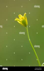 Attēlu rezultāti vaicājumam “Gagea lutea bud”