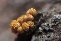 Attēlu rezultāti vaicājumam “Trichia varia sessile”