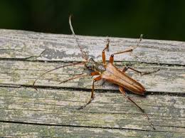 Attēlu rezultāti vaicājumam “Stenocorus meridianus”