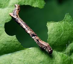 Attēlu rezultāti vaicājumam “Ectropis crepuscularia”