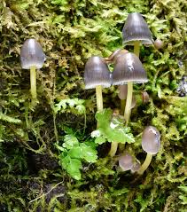 Attēlu rezultāti vaicājumam “Mycena viscosa”