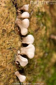 Attēlu rezultāti vaicājumam “Phleogena faginea”