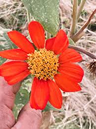 Image result for Tithonia rotundifolia