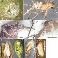 Attēlu rezultāti vaicājumam “Rabdophaga heterobia”