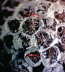 Attēlu rezultāti vaicājumam “Badhamiopsis macrospora macro”