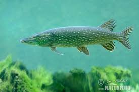 Image result for Esox lucius