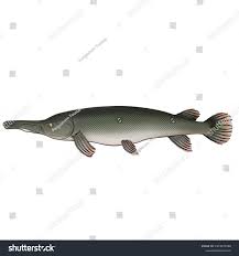 Image result for Atractosteus spatula